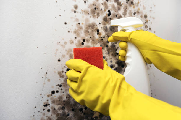 Best Emergency Mold Remediation in Harbor Hills, OH