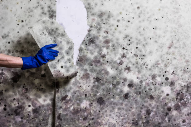 Best Residential Mold Remediation in Harbor Hills, OH